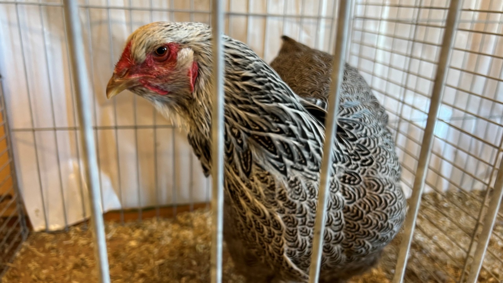 Fotogalerie: Kreisverbandsschau für Rassegeflügel