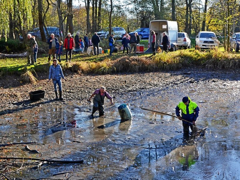 Großes Abfischen am Teich an der Ilm