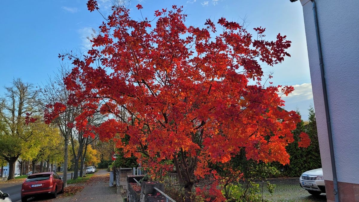 Matthias Schörnig aus Mühlhausen hat dieses Herbstfoto eingesandt.