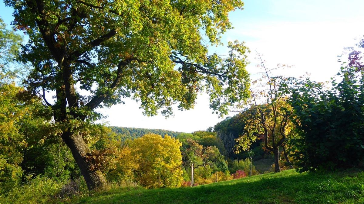 Von Cornelius Ludwig stammt dieses Herbstfoto. Er war morgens zwischen Oberdorla und Mühlhausen, sowie am Nachmittag in der Umgebung von Nazza unterwegs.