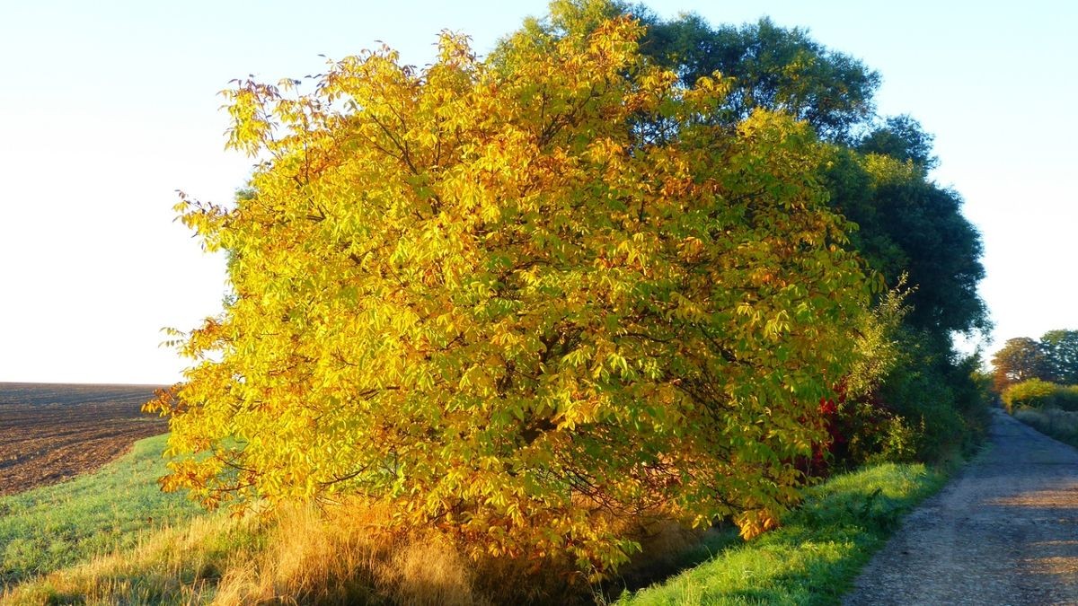 Von Cornelius Ludwig stammt dieses Herbstfoto. Er war morgens zwischen Oberdorla und Mühlhausen, sowie am Nachmittag in der Umgebung von Nazza unterwegs.