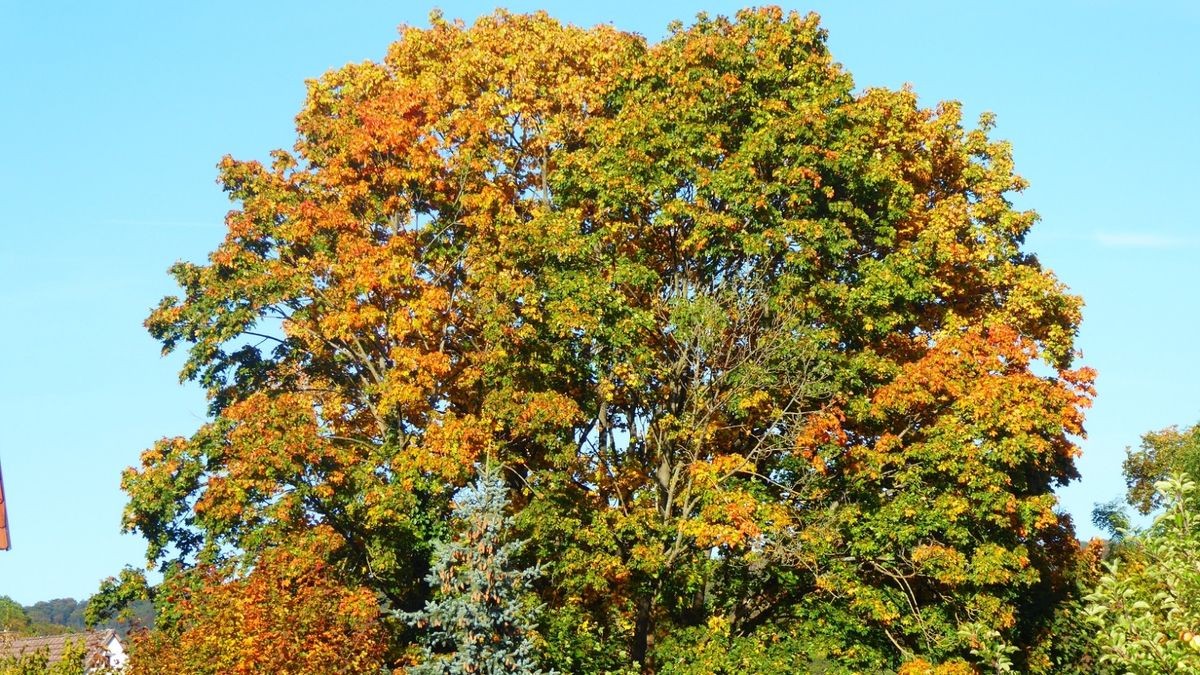 Von Cornelius Ludwig stammt dieses Herbstfoto. Er war morgens zwischen Oberdorla und Mühlhausen, sowie am Nachmittag in der Umgebung von Nazza unterwegs.