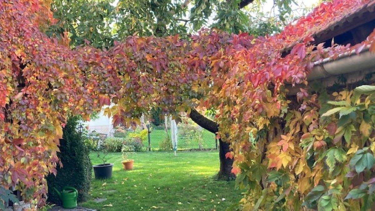 Von Birgit Schuhmann stammt dieses Herbstfoto.