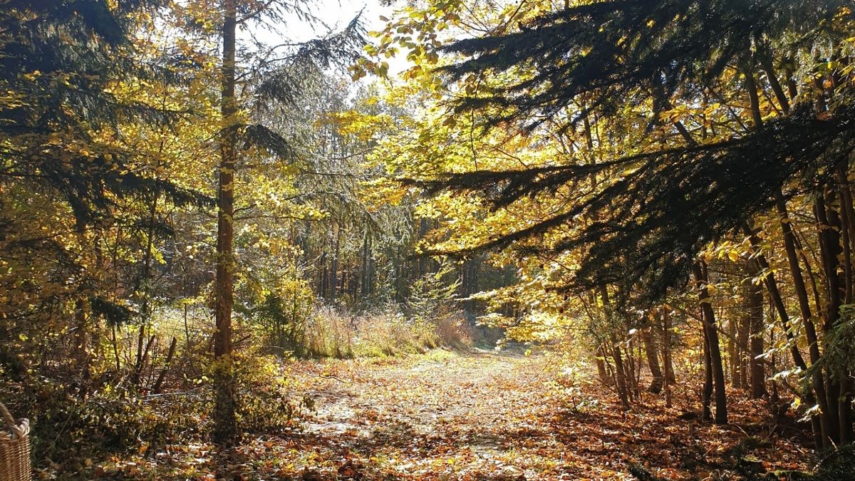 Auf diesem Foto von Barbara Erbe aus Mühlhausen sieht man eine Lichtung bei Menteroda.