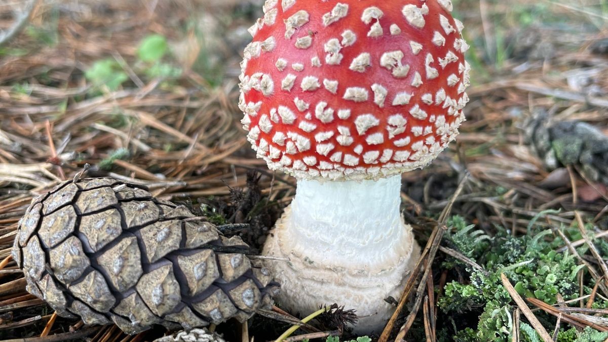 Mario Klose fotografierte den Fliegenpilz im Herbsturlaub.