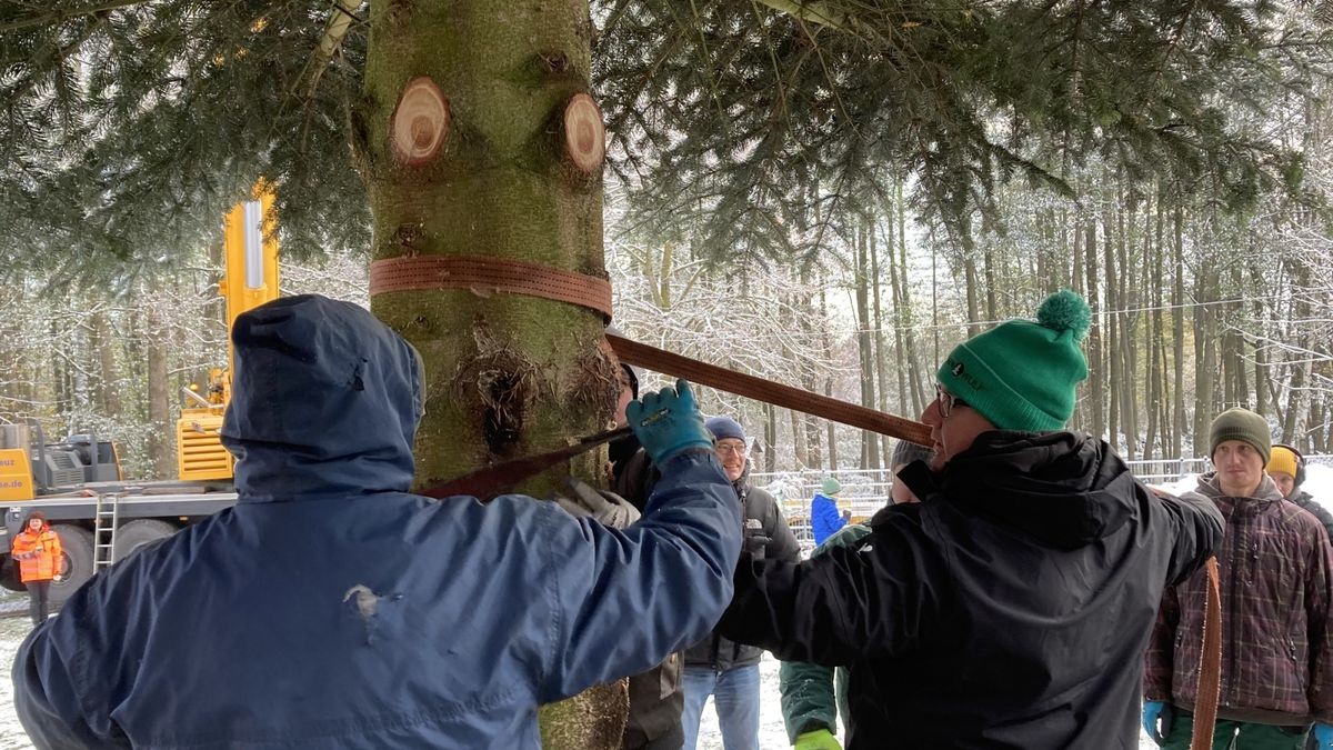 Zum achten Mal in Folge schmückt ein Weihnachtsbaum aus Thüringen das Brandenburger Tor. In diesem Jahr kommt er aus der Gemeinde Lederhose.