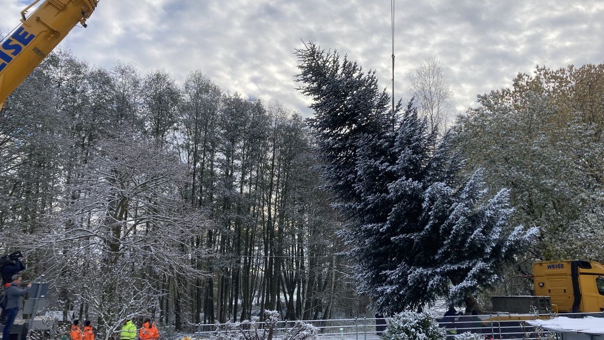 Zum achten Mal in Folge schmückt ein Weihnachtsbaum aus Thüringen das Brandenburger Tor. In diesem Jahr kommt er aus der Gemeinde Lederhose.