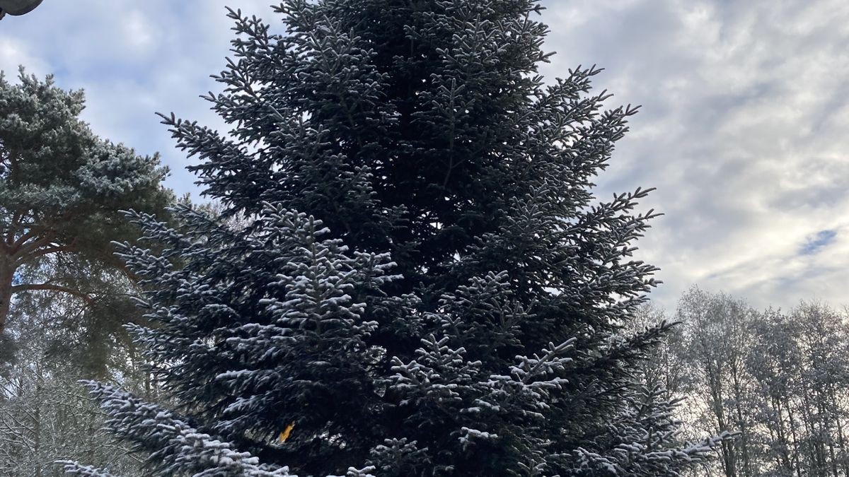 Zum achten Mal in Folge schmückt ein Weihnachtsbaum aus Thüringen das Brandenburger Tor. In diesem Jahr kommt er aus der Gemeinde Lederhose.