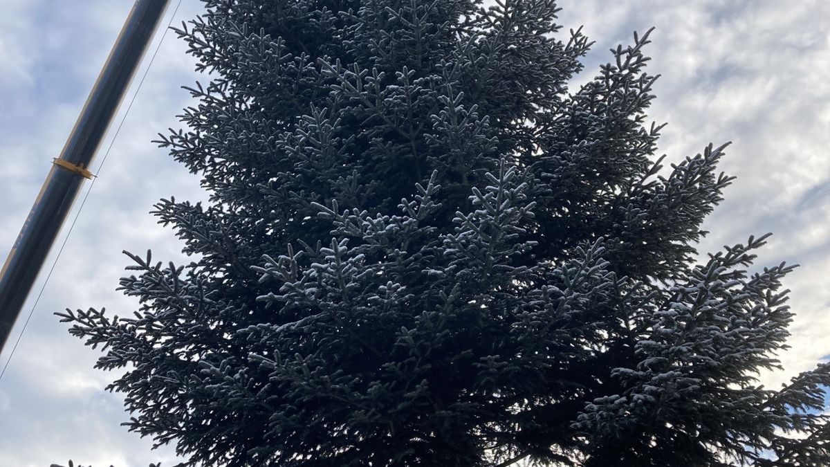 Zum achten Mal in Folge schmückt ein Weihnachtsbaum aus Thüringen das Brandenburger Tor. In diesem Jahr kommt er aus der Gemeinde Lederhose.