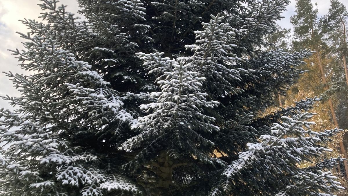 Zum achten Mal in Folge schmückt ein Weihnachtsbaum aus Thüringen das Brandenburger Tor. In diesem Jahr kommt er aus der Gemeinde Lederhose.