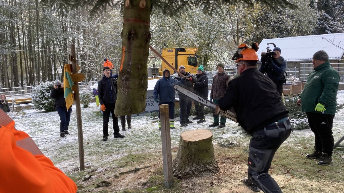 Zum achten Mal in Folge schmückt ein Weihnachtsbaum aus Thüringen das Brandenburger Tor. In diesem Jahr kommt er aus der Gemeinde Lederhose.