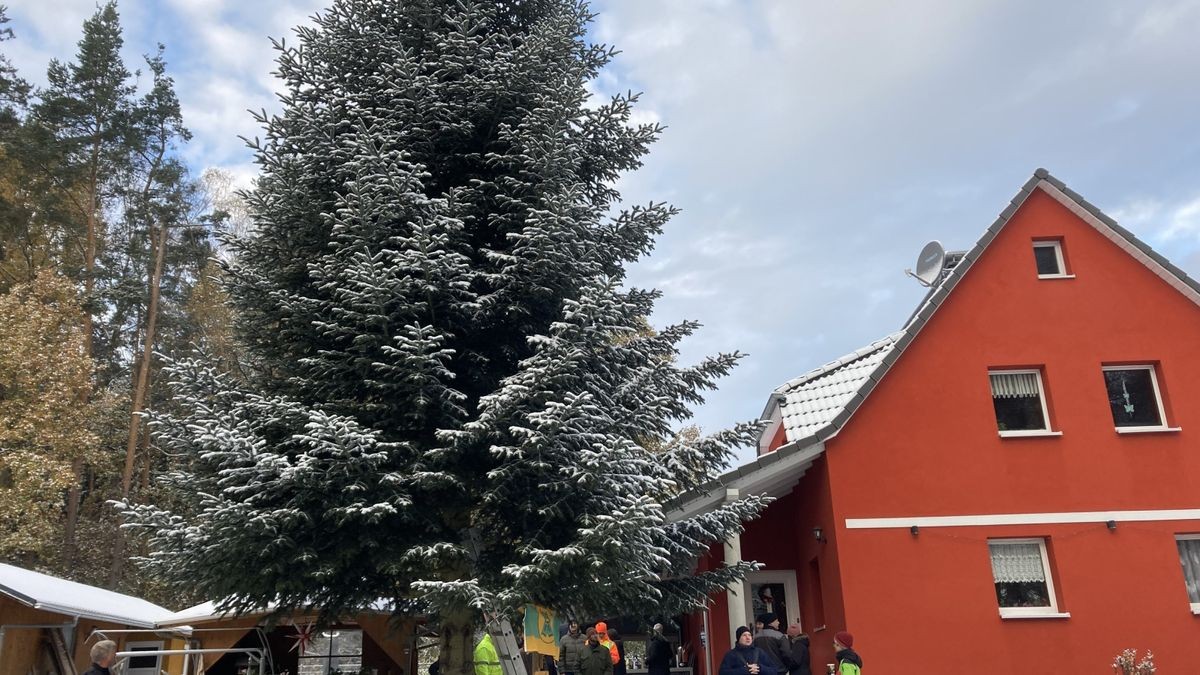 Zum achten Mal in Folge schmückt ein Weihnachtsbaum aus Thüringen das Brandenburger Tor.