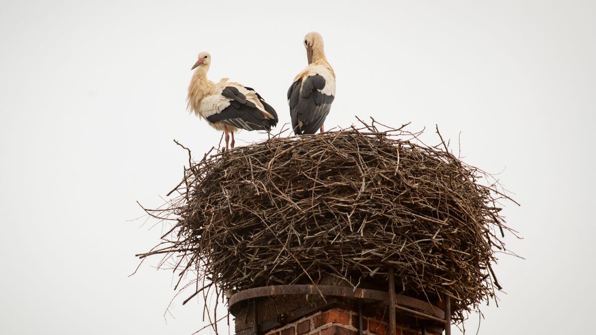 Zwei Weißstörche  in ihrem Nest in Windehausen im Landkreis Nordhausen.