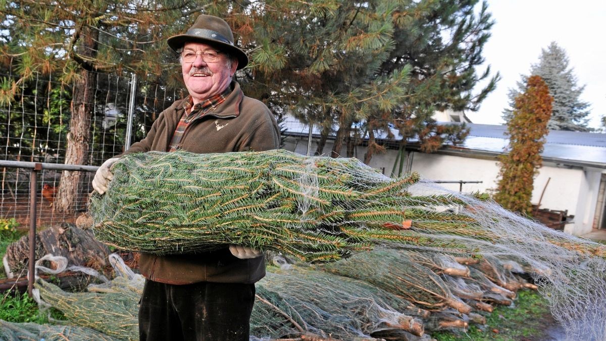Weihnachtsbaumtag in Ermstedt Fichte oder Tanne, das ist hier die Frage