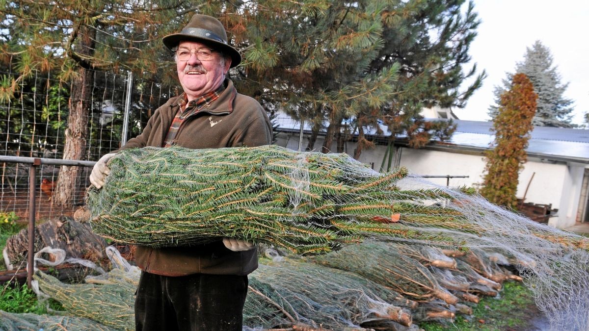 Gärtner Horst Carl hat alle Weihnachtsbaumgrößen im Angebot. Von 1,50 Meter bis zu, wenns sein muss, auch zehn Meter hohen Exemplaren.