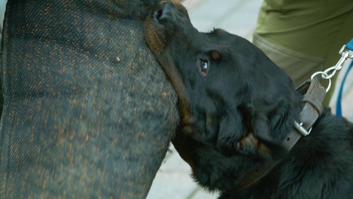 Die Hundehalterin war nach dem Biss weitergelaufen.