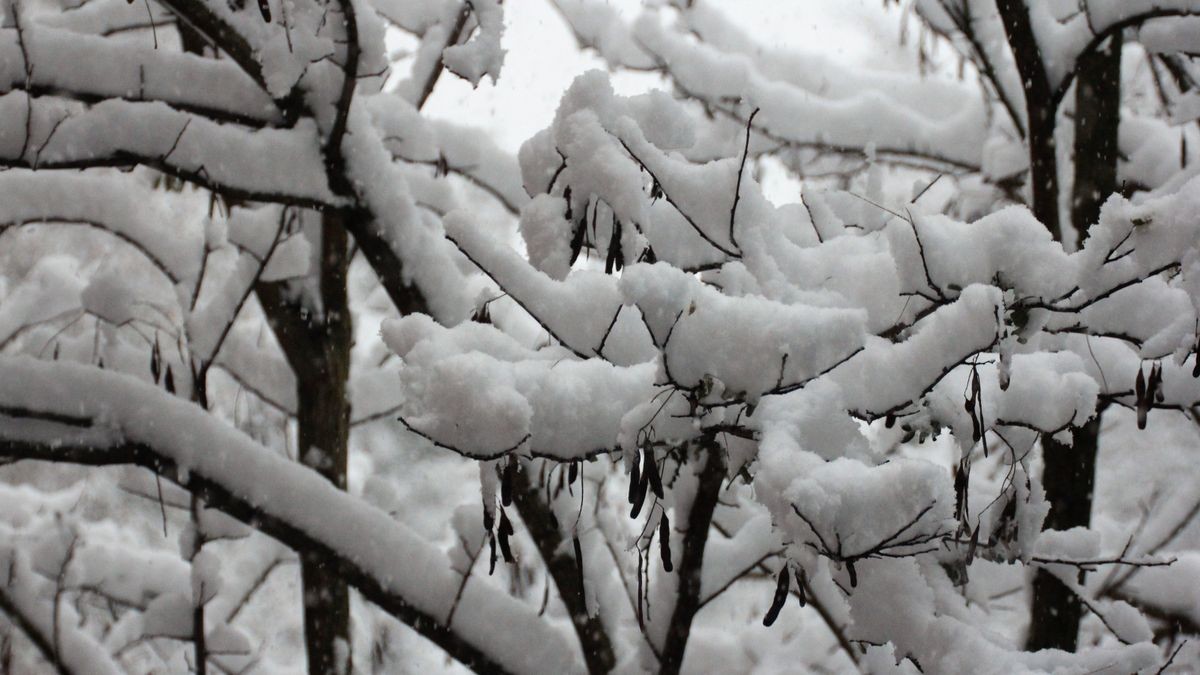 Auch in Weimar waren die Büsche und Bäume dick mit Schnee bestäubt.