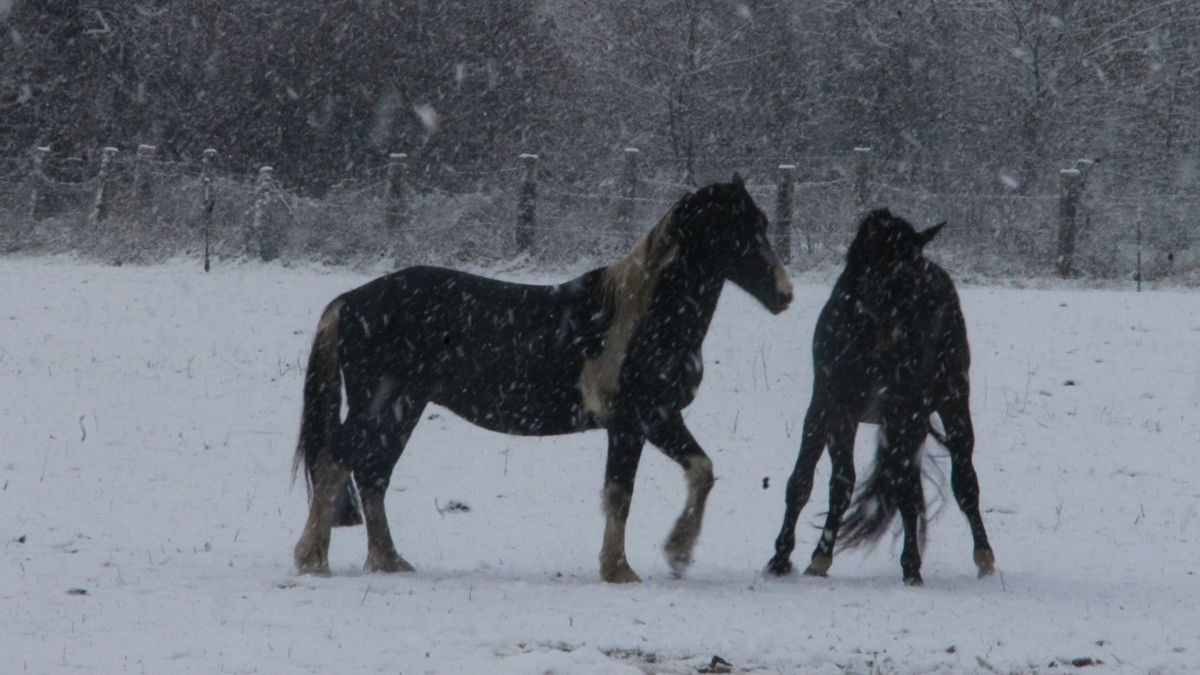 Pferde auf einer verschneiten Weide bei Aspach im Kreis Gotha.