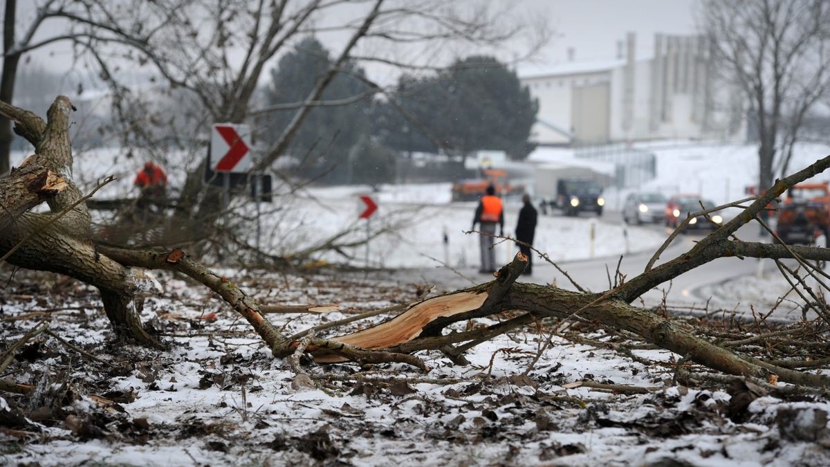 Die Trockenheit des Sommers hat den Bäumen zu schaffen gemacht - die nun unter den Schneelasten abknicken.