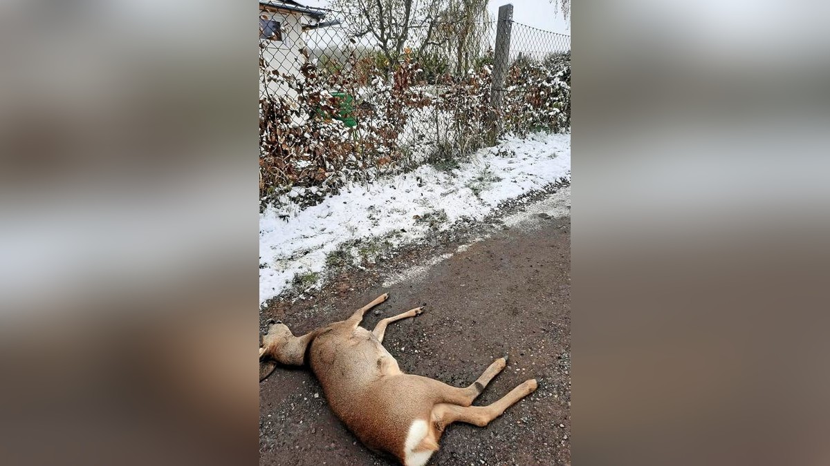 Durch freilaufende Hunde wurde in Erfurt auch dieses Reh gehetzt. Es rannte in einen Zaun und brach sich dabei das Genick.