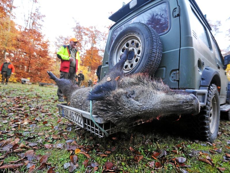 Forstamt Jena-Holzland hebt Preise für Wildbret an