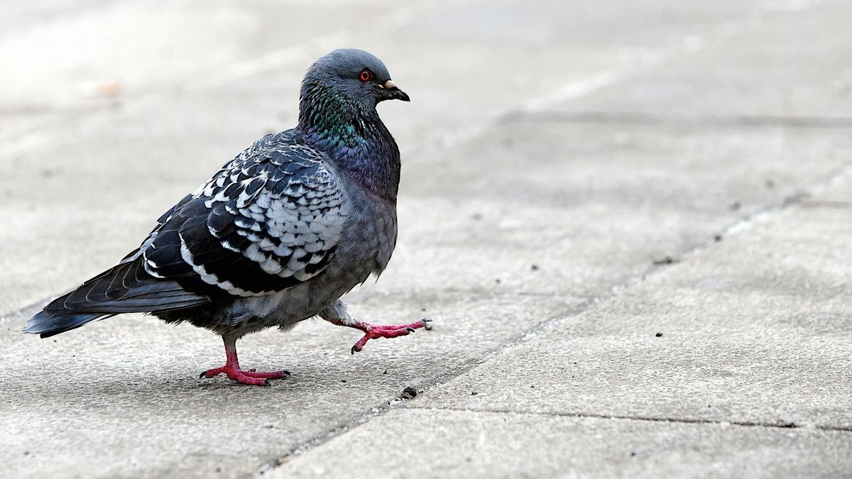 Verwilderte Tauben sind auch auf dem Bahnhofsvorplatz ständig anzutreffen.