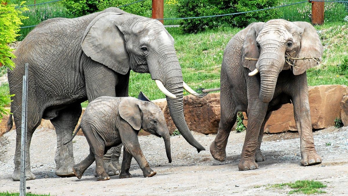 Bulle Kibo (links) hat Chupa erneut erfolgreich gedeckt. Im Sommer 2024 bekommt Elefantenkalb Ayoka ein Geschwisterchen (Archiv-Foto).