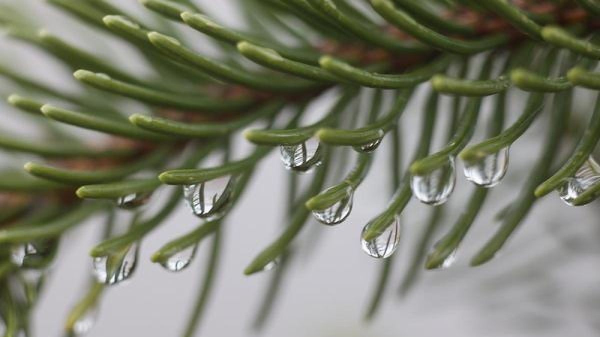 Wassertropfen sind an einem Nadelbaum-Zweig zu sehen. (Archivbild)