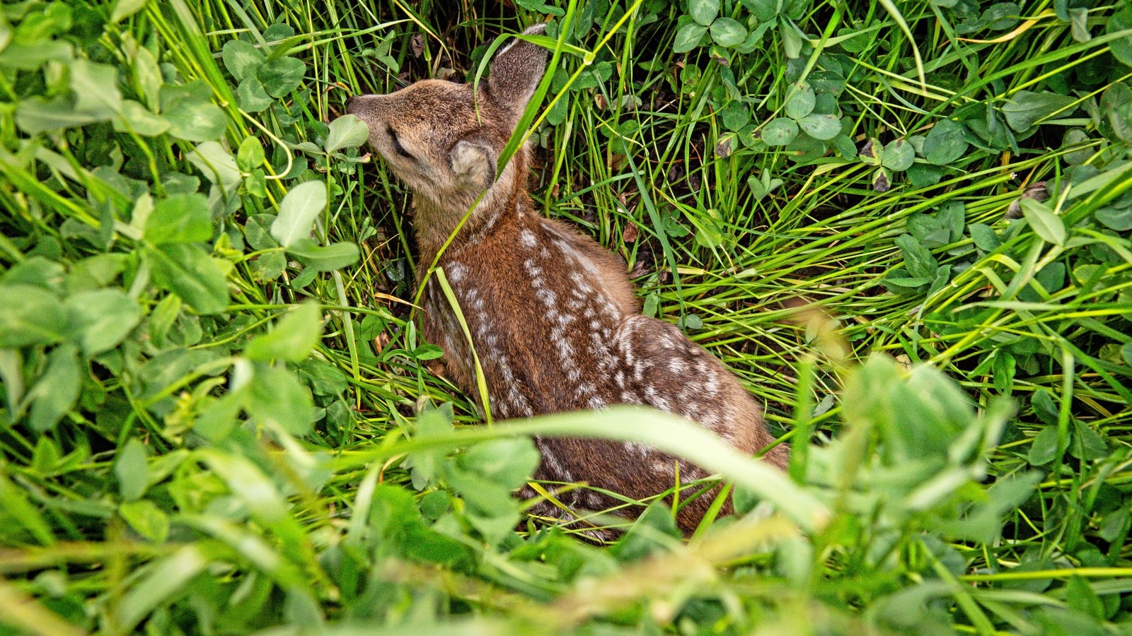 16-teiliges Drohnen-Propeller-Set Mit Schnellwechsel-System - Leicht & Leise