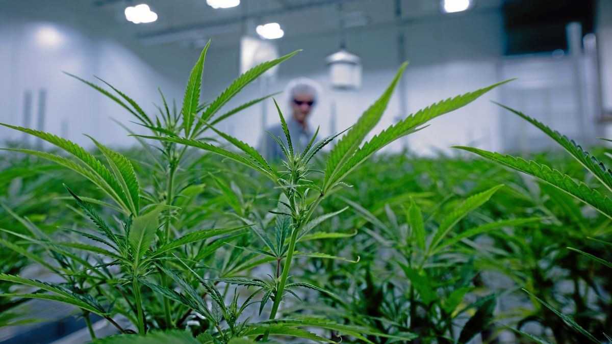 In einem Blütenraum des Pharmaunternehmens Aurora im Chemiepark Leuna begutachtet Produktionsleiter Simon von Berlepsch Cannabis-Pflanzen. (Symbolfoto)