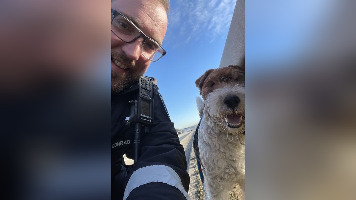 Der kleine Foxterrier war auf der Autobahn unterwegs.