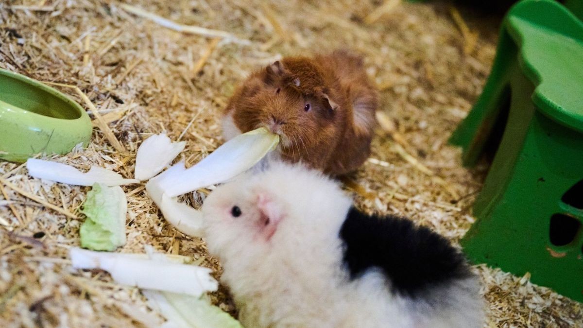 Die Meerschweinchen Tokio (hinten) und Wito fressen.