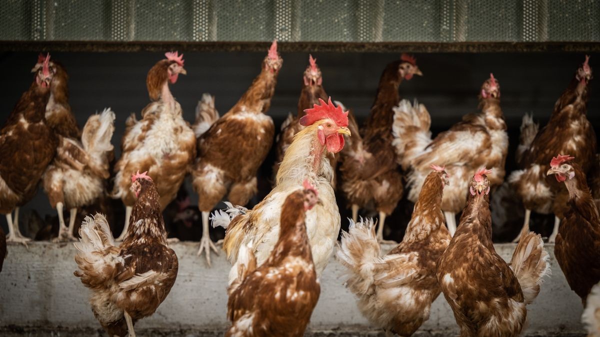 Wegen des Verdachts auf Geflügelpest werden laut Landratsamt nun alle anderen Tiere in dem Betrieb getötet.