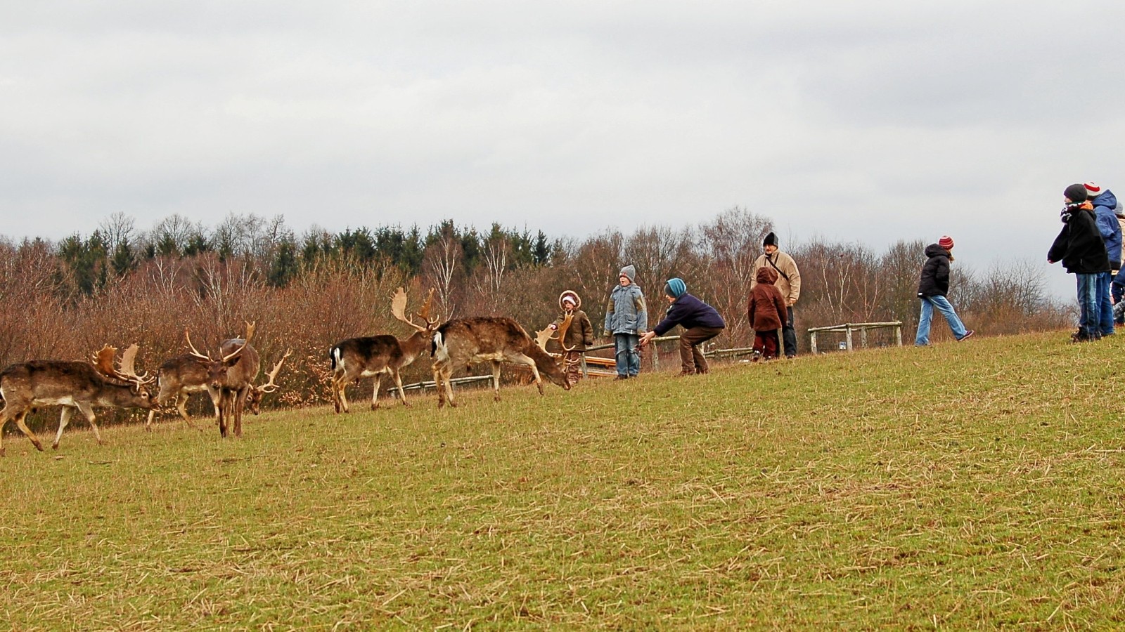 Wer kennt den Unterschied zwischen Hirsch und Reh?