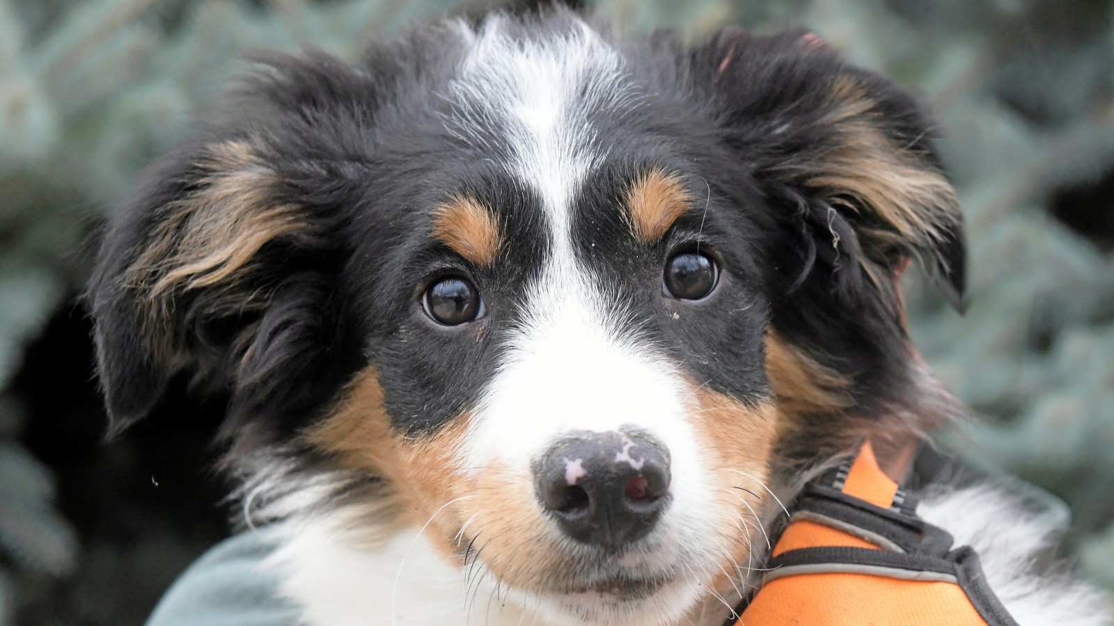 Border Collie Und Australian Shepherd Suchen Ein Zuhause Border Collie vom Sömmerdaer Tierheim sucht Familienanschluss
