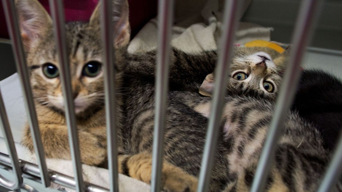 Katzenbabys, die in einem Pappkarton an einem Supermarkt-Mülleimer gefunden wurden, liegen in der Quarantänestation vom Katzenhaus im Tierheim in Hannover.