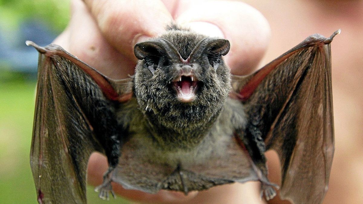 Eine Mopsfledermaus, aufgenommen in Sonneberg (Archivfoto). Rufanalysen haben die Art jetzt auch an vier Standorten in Rastenberg nachgewiesen.