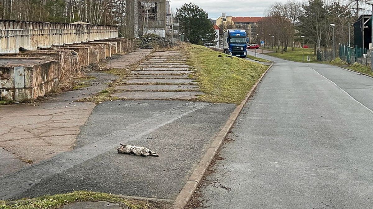 Angesichts der Grausamkeit den Anblicks ist hier die tote Katze nur aus der Ferne am Fundort zu sehen.