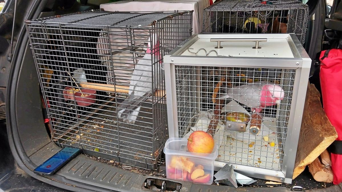 Gerettet! Gemeinsam mit den Lockvögeln Zora und Jack tritt der Mühlhäuser Rosakakadu seine Reise in den Papageienpark nach Bochum an.