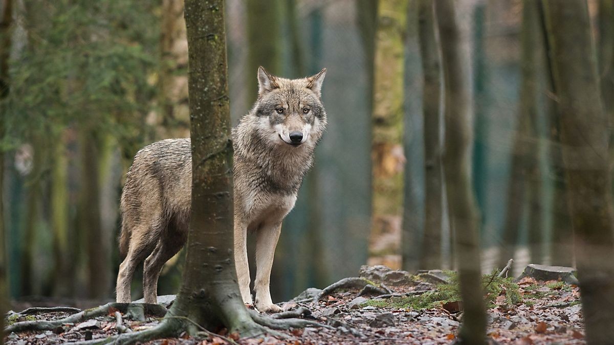 Wölfe gibt es auch auf dem Truppenübungsplatz bei Ohrdruf, der nicht weit von der Gemeinde Nesse-Apfelstädt entfernt ist (Archiv). 