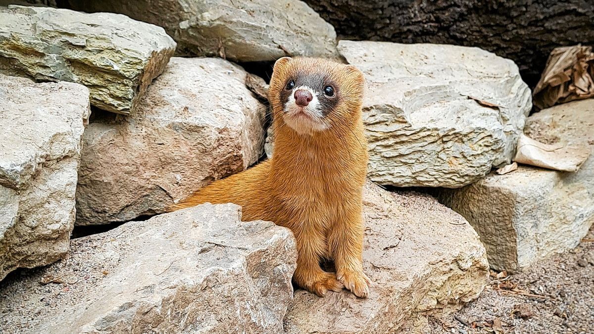 Feuerwiesel Nachwuchs im Thüringer Zoopark