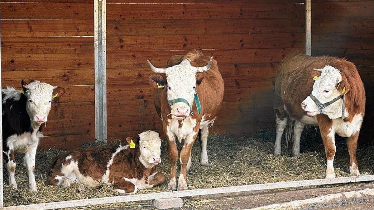 Die Kuhherde wächst: Vier Hinterwälder Rinder bewohnen ab sofort den Thüringer Zoopark in Erfurt.