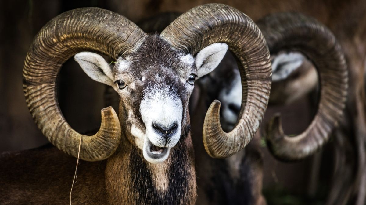 ARCHIV - 25.08.2017, Hessen, Kronberg: Mufflons stehen im Opel-Zoo wiederkäuend in ihrem Gehege. Im Grenzgebiet zwischen Bayern und Thüringen gibt es jetzt einen Abschussplan für Mufflons.