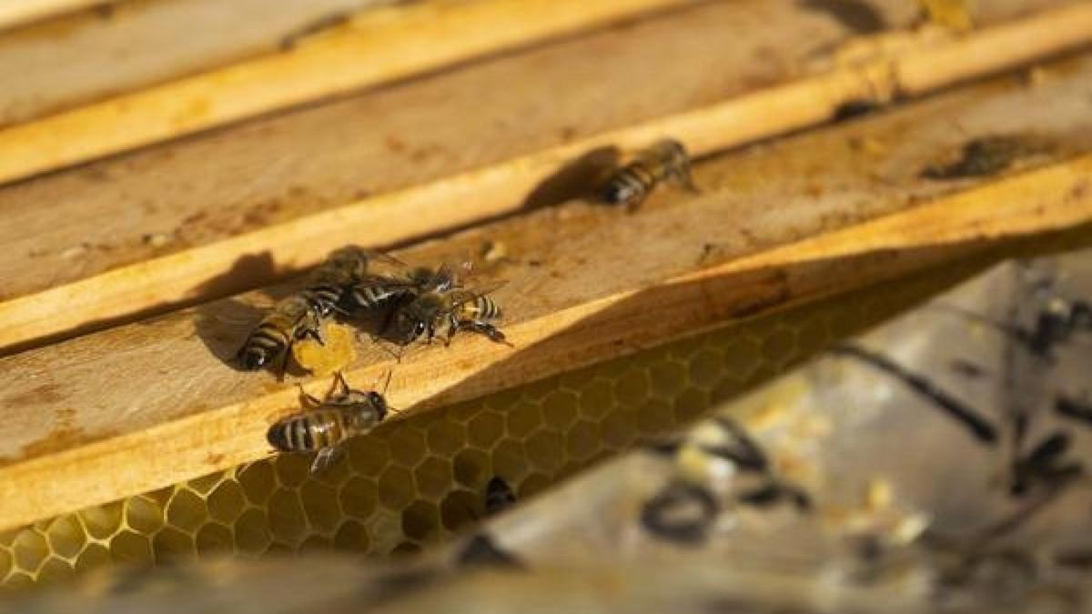 In Floh-Seligenthal sind 20.000 Bienen erstickt. Unbekannte hatten die Lüftungsschächte verstopft. (Symbolbild)