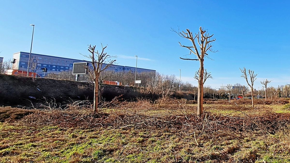 Einige der Bäume wurden so stark verstümmelt, dass sie als zerstört gelten müssen.