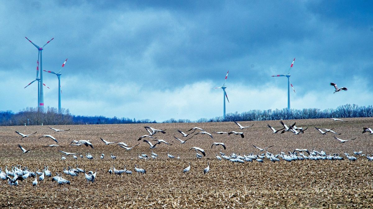 Derzeit kehren die Kraniche aus den Überwinterungsgebieten im Süden zurück.