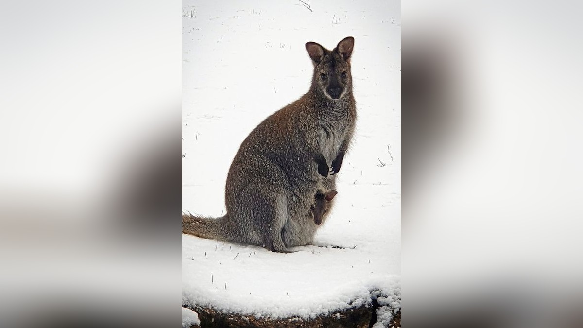 Bennettkängurudame Claire mit Nachwuchs im Erfurter Zoopark.