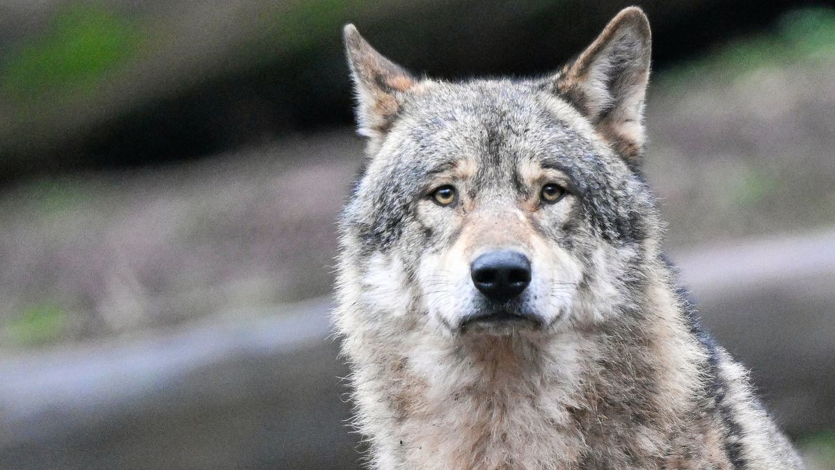 Das Archiv-Bild zeigt einen Wolf in einem Tierpark.