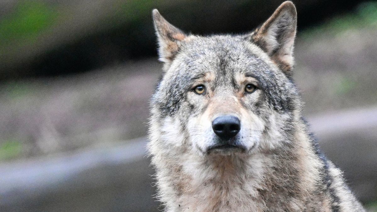 Das Archiv-Bild zeigt einen Wolf in einem Tierpark.