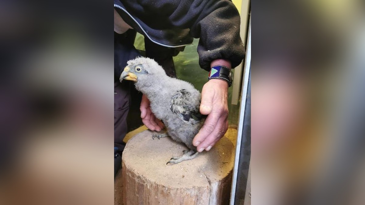 Die Tierpfleger schauen regelmäßig wie sich die Kea-Küken im Thüringer Zoopark Erfurt entwickeln.